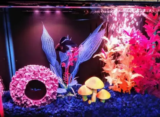 3 gallon betta fish tank