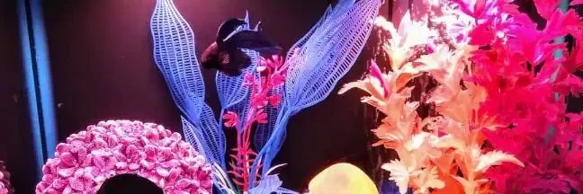 3 gallon betta fish tank