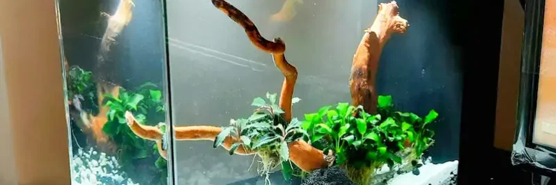 3-gallon betta fish tank with live plants, driftwood and white gravel substrate