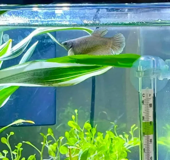 Betta fish leaf hammock near the surface