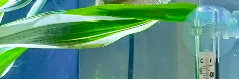 Betta fish hammock Betta fish leaf hammock near the surface