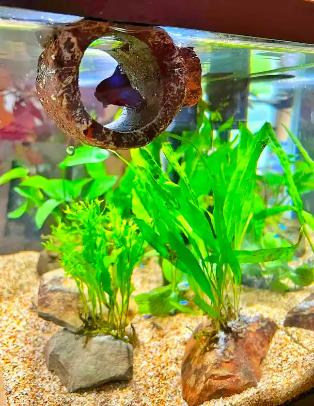 floating log betta hammock