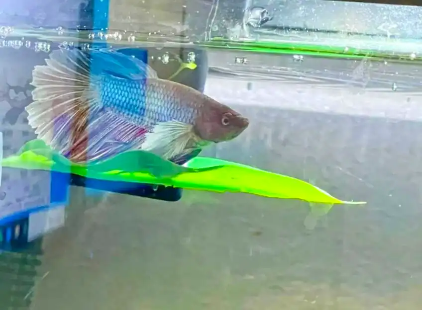 Betta leaf hammock near the water surface