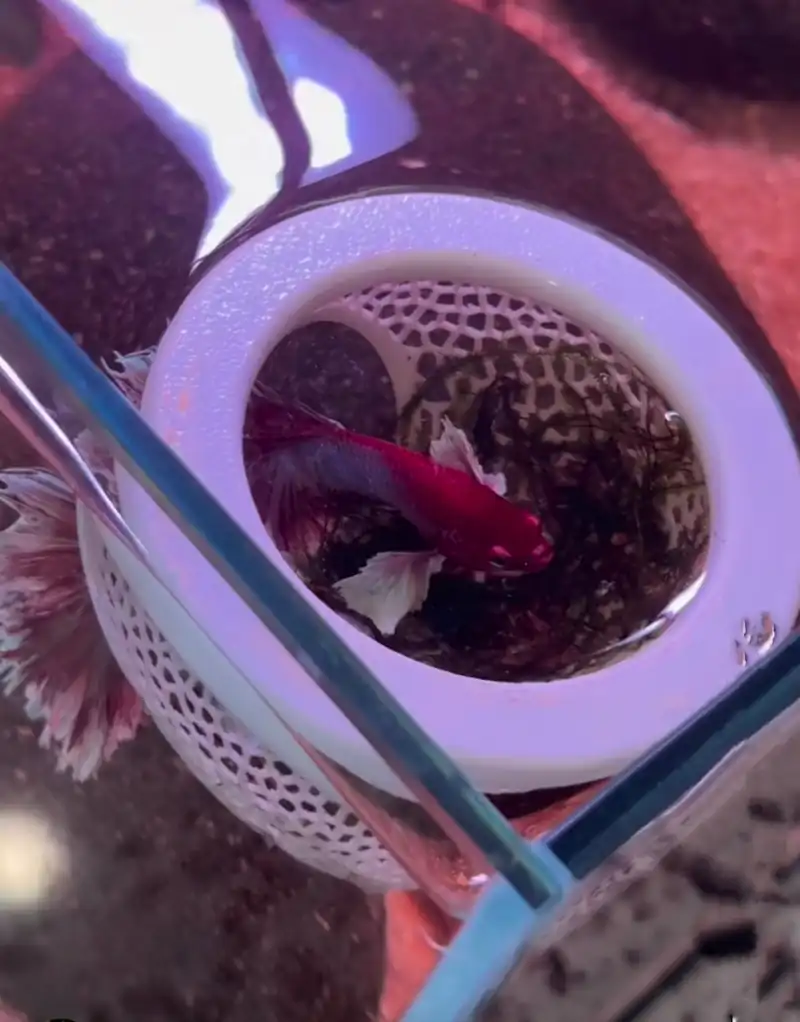 Best Betta Fish Hammock: Top Picks for Your Betta 7 Red and white betta fish resting in a circular aquarium hammock
