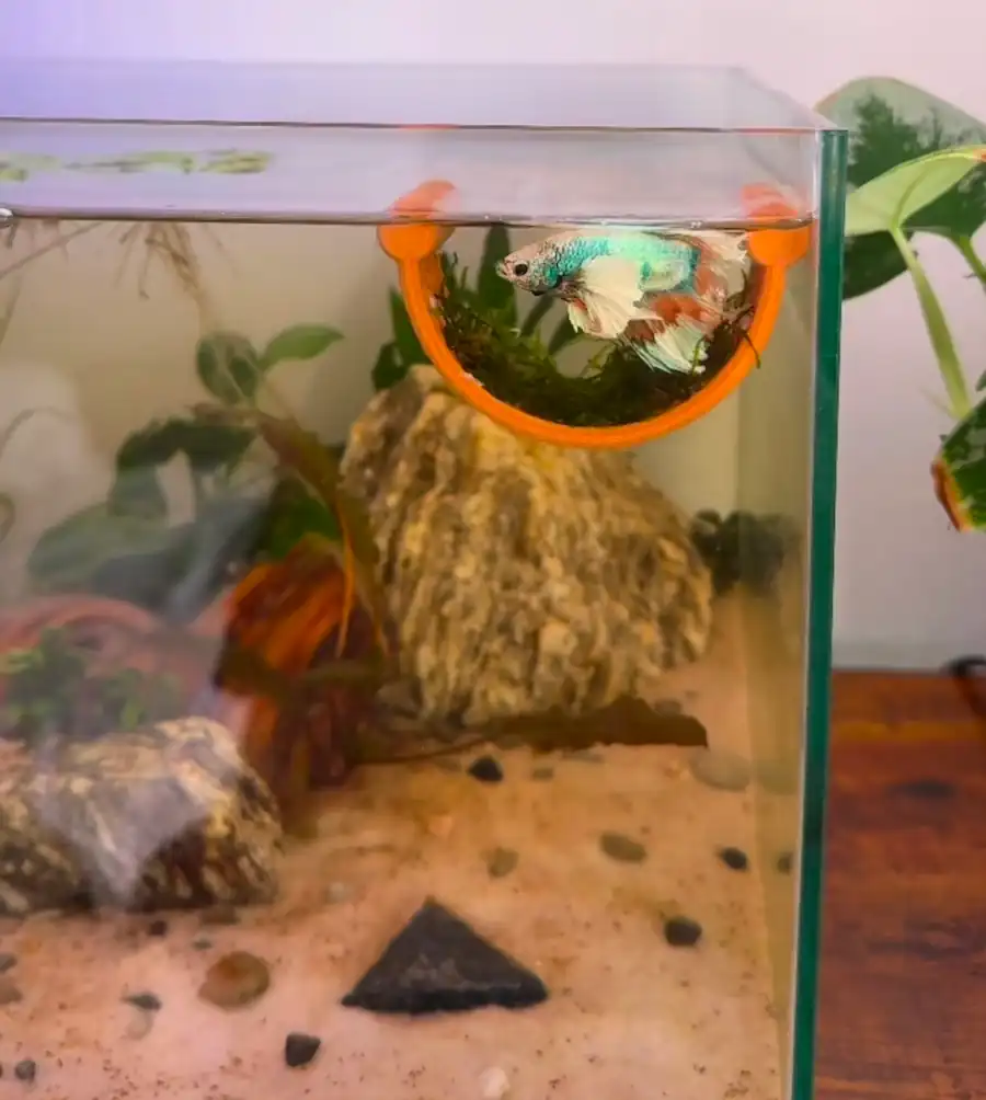 Best Betta Fish Hammock: Top Picks for Your Betta 6 Betta fish resting in a floating hammock inside a planted aquarium