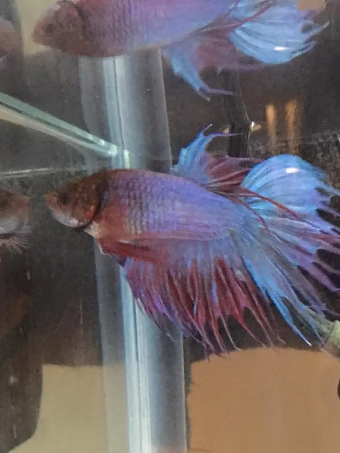 betta fish velvet disease severe symptoms 1