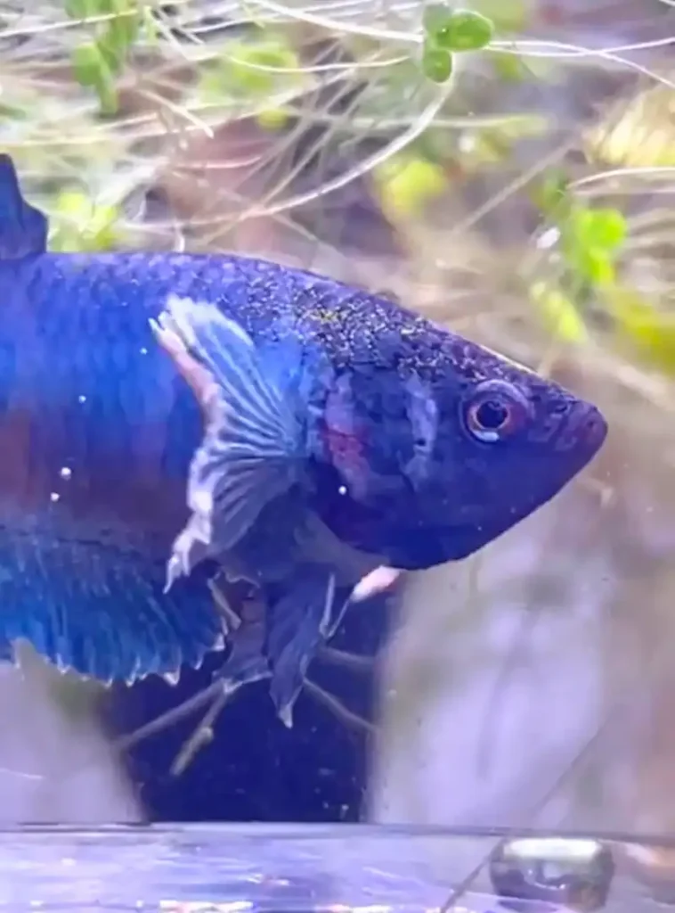 Blue betta fish showing visible speckling and color changes associated with velvet disease