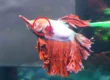 golden on betta fish suffering from velvet