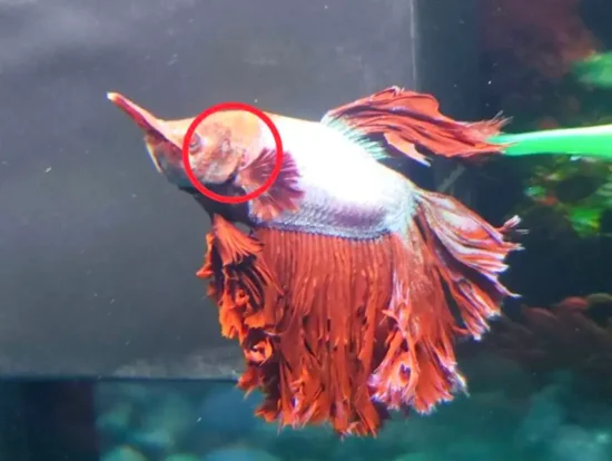 golden on betta fish suffering from velvet
