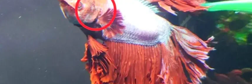 golden on betta fish suffering from velvet