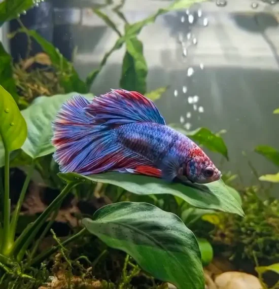 Blue and red betta fish resting on a broad leaf inside a planted aquarium