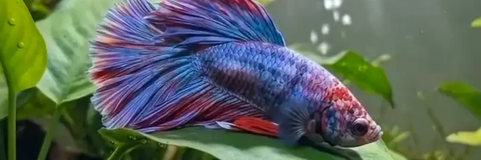blue-red-betta-fish-leaf-hammock Blue and red betta fish resting on a broad leaf inside a planted aquarium