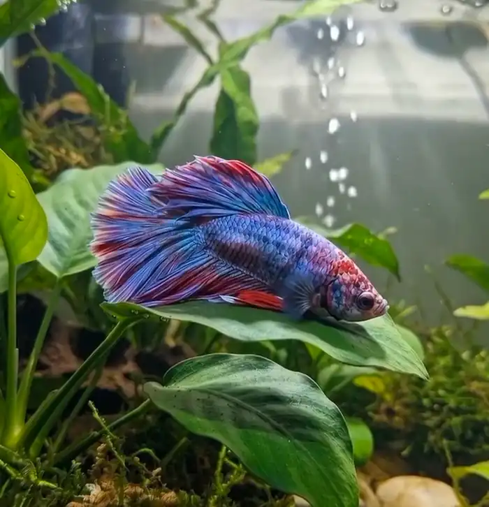 Best Betta Fish Hammock: Top Picks for Your Betta 9 Blue and red betta fish resting on a broad leaf inside a planted aquarium