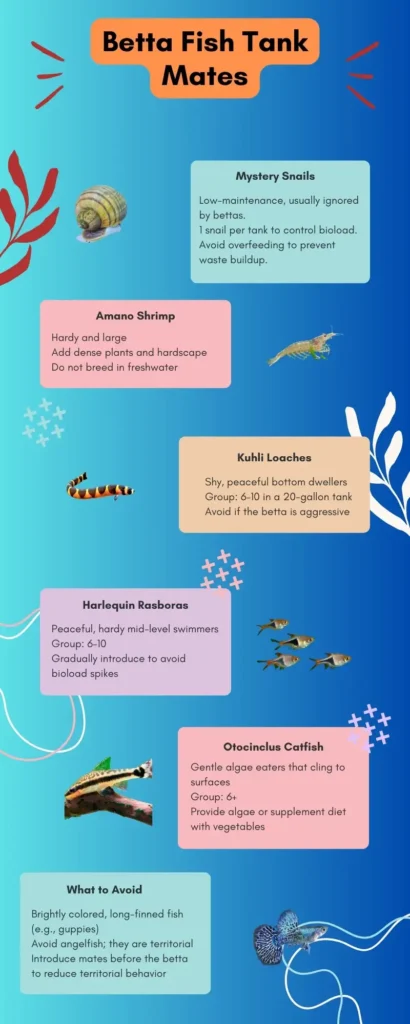 infographics - betta fish tank mates