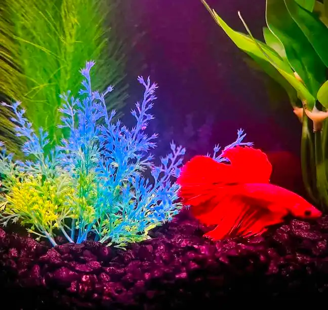 silk plants for betta