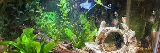 silk plants for betta fish betta fish silk plants