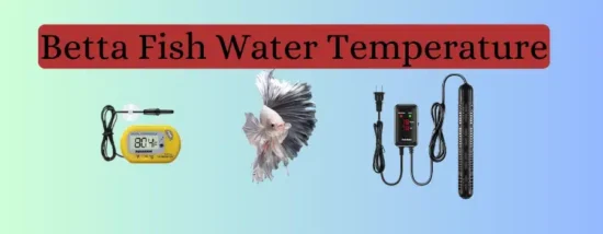 betta fish with heater and thermometer