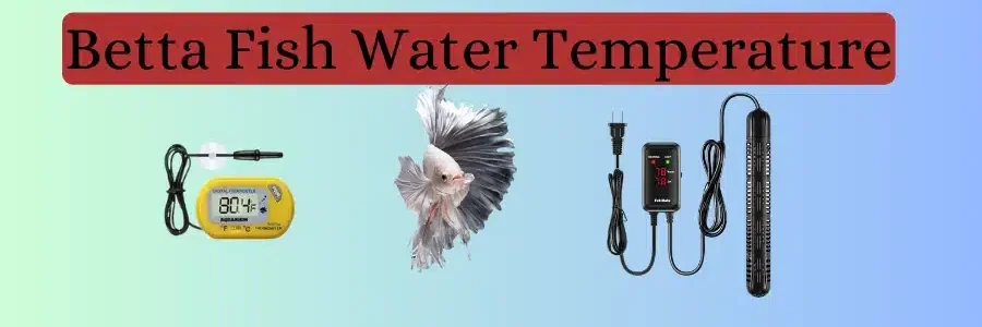 betta fish with heater and thermometer