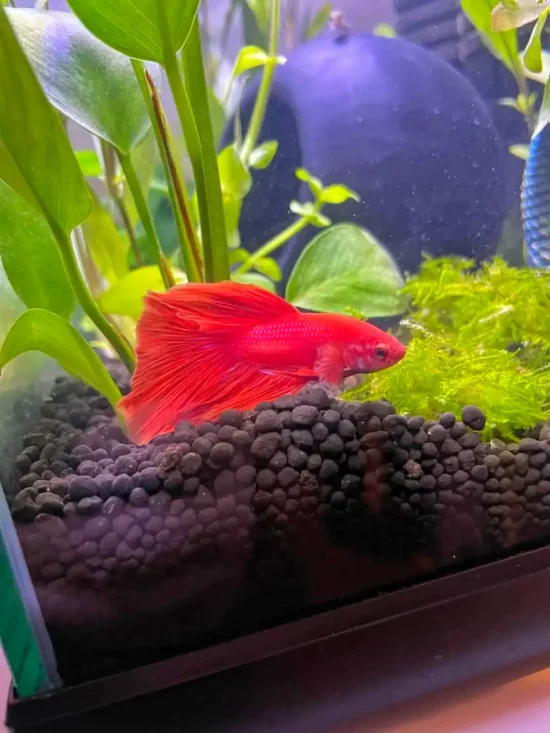 betta fish among in the tank