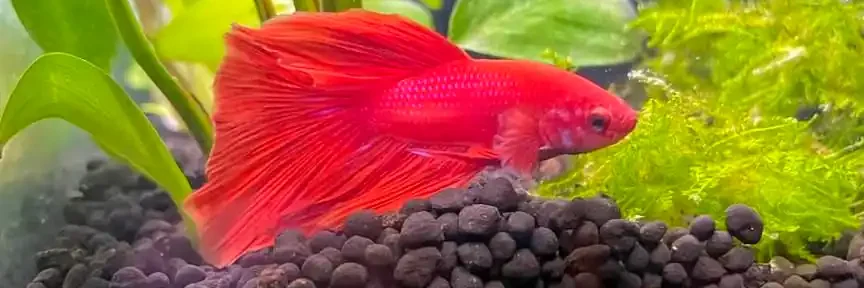 betta fish among in the tank