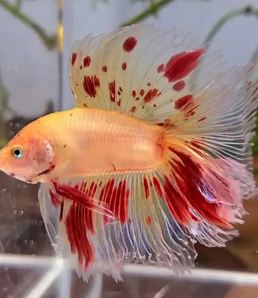 Half Moon Betta Fish 9 half moon double tail with curly hair
