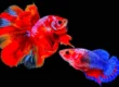 male and female betta ready for mating