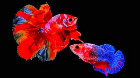 male and female betta ready for mating