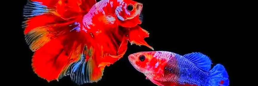 betta fish breeding male and female betta ready for mating