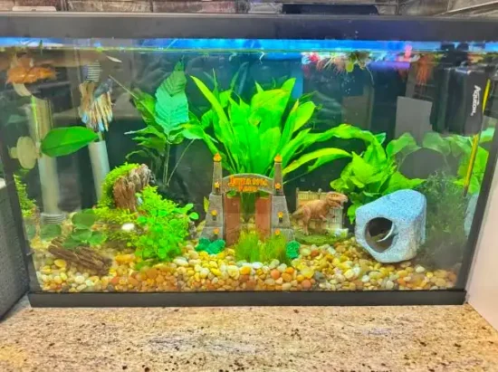 self cleaning betta fish tank