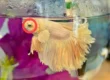 betta's eye swollen and bulging out