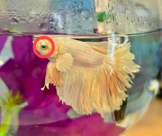 betta's eye swollen and bulging out