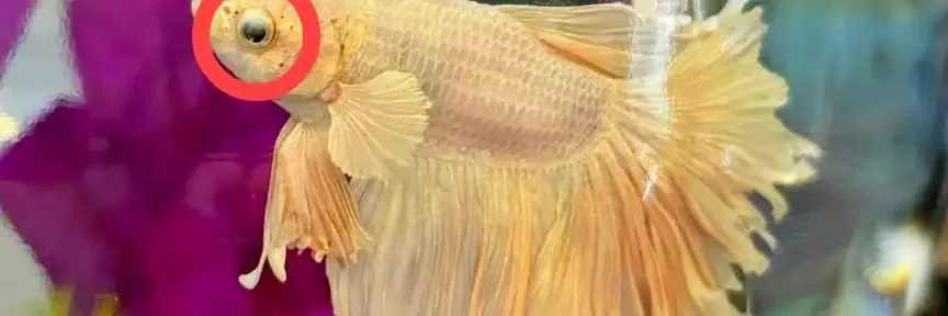 betta popeye betta's eye swollen and bulging out