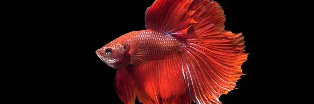 red happy betta fish in wild