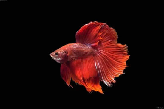 red happy betta fish in wild
