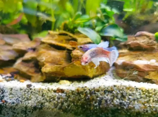 two bettas in a tank