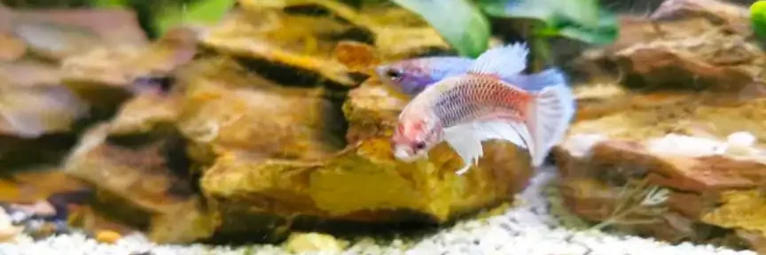 sorority tank two bettas in a tank