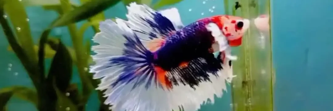 standard halfmoon betta fish in aquarium