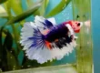 standard halfmoon betta fish in aquarium