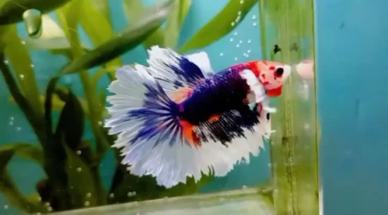standard halfmoon betta fish in aquarium