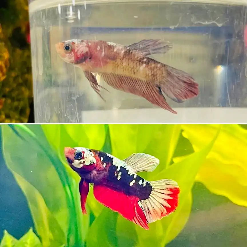 Using Aquarium Salt for Betta Fish 1 betta's condition before and after the use of aquarium salt
