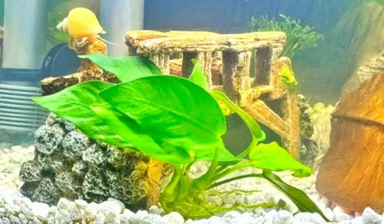 betta tunnel, hammock and other toys