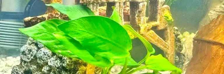 betta toys collection betta tunnel, hammock and other toys