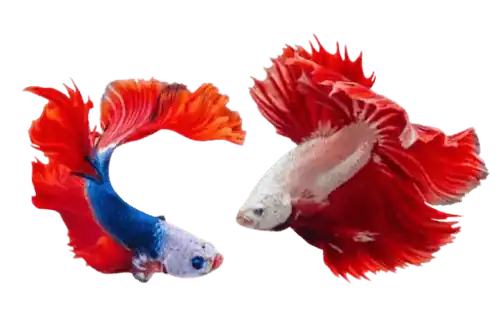 a pair of red and blue betta fish