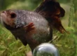 betta with white parches having columnaris