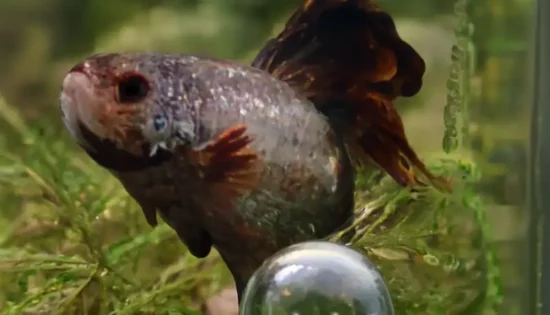 betta with white parches having columnaris