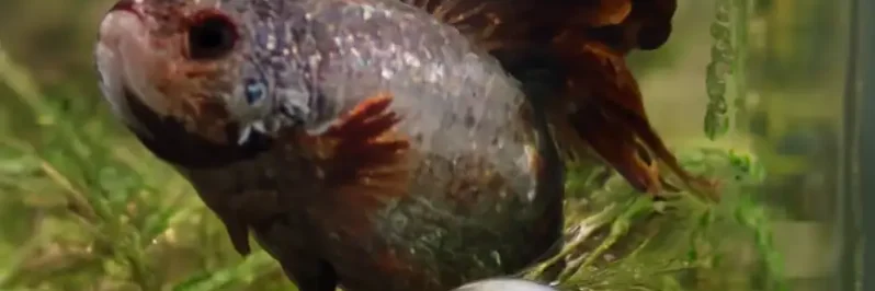betta with white parches having columnaris