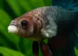 betta with fuzzy white patches having fungal infection