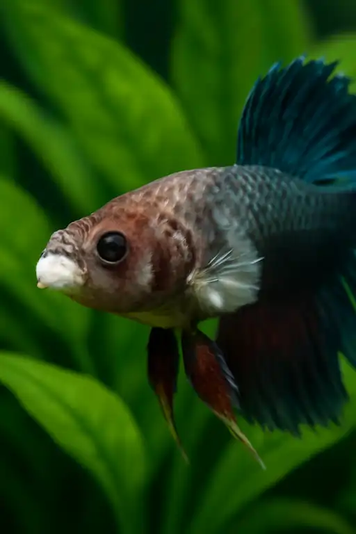 betta with fuzzy white patches having fungal infection