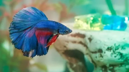betta fish in a cleaned tank