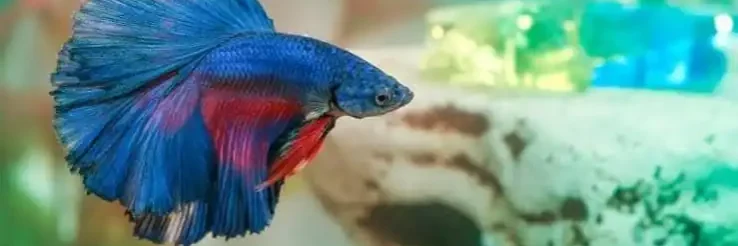 vibrant betta fish betta fish in a cleaned tank